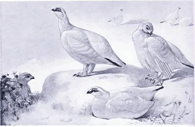 Um estudo do Ptarmigan